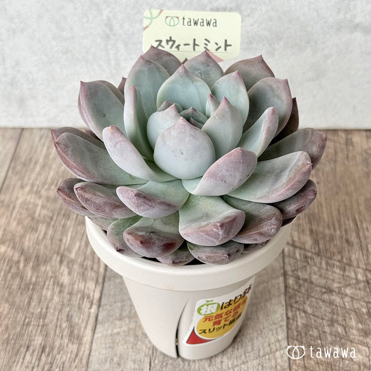 Sweet Mint (Air Magic Farm) [Tawawa House Seedling] (Rooted 3.0-inch Pot)