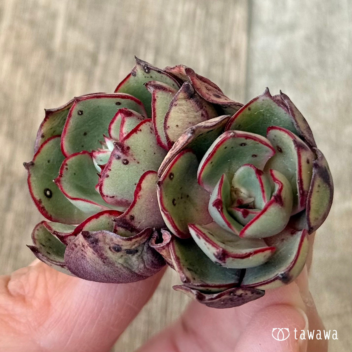 Minoshima [multi-headed] (Air Magic Farm seedling)