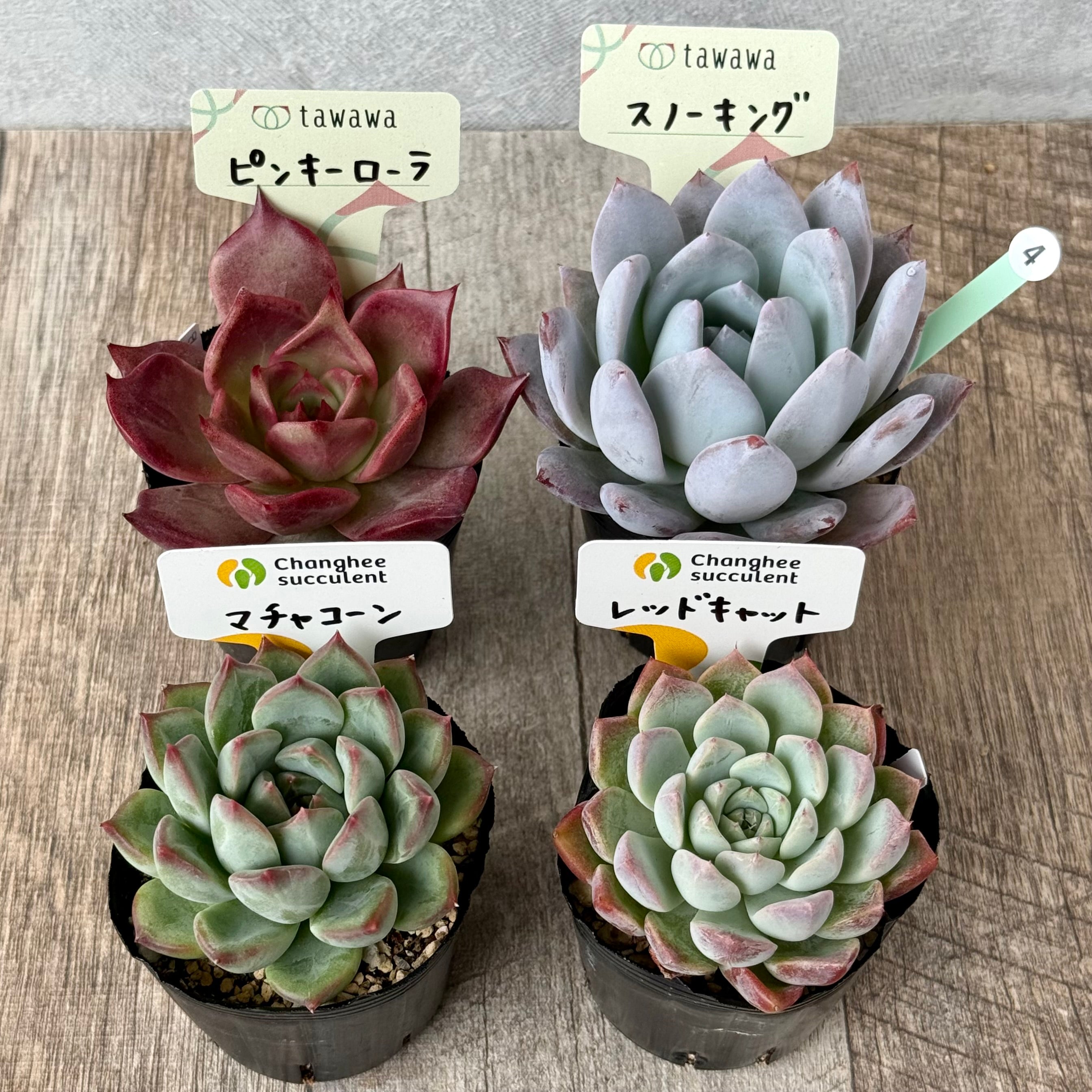 6-seedling set (Chanhee Farm) [Tawawa House seedlings]