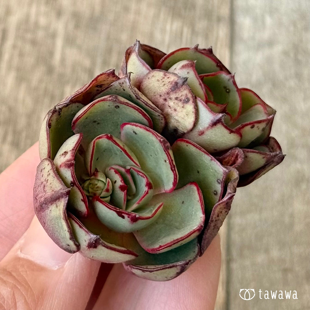 Minoshima [multi-headed] (Air Magic Farm seedling)