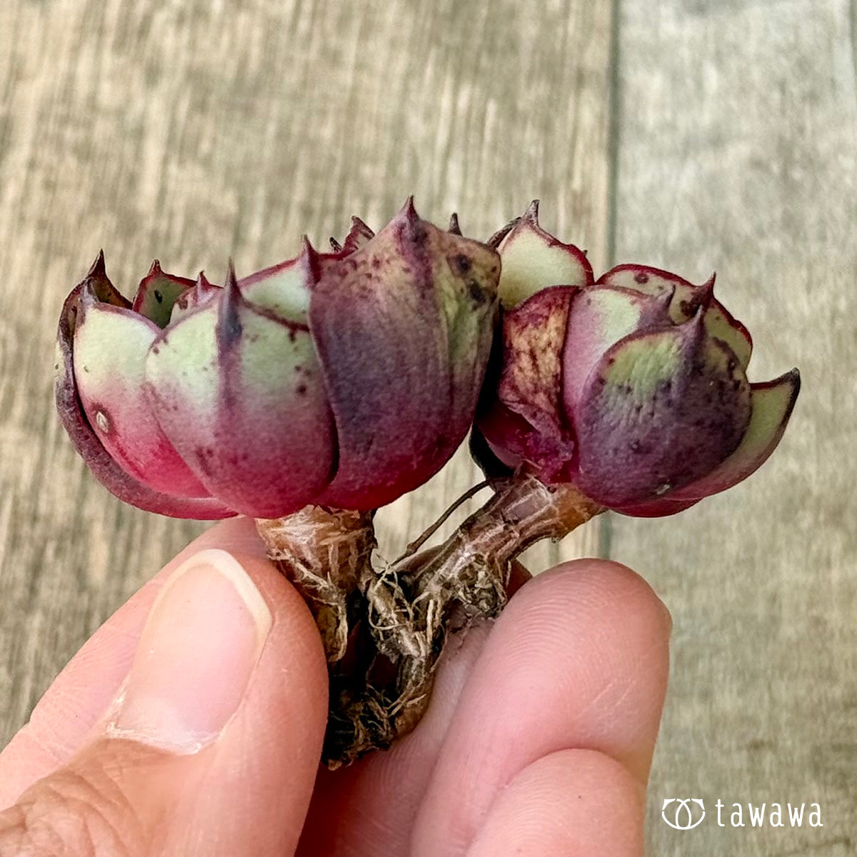 ＊新入荷＊　ミノシマ【多頭】（エアーマジック農園苗）