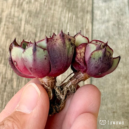 ＊新入荷＊　ミノシマ【多頭】（エアーマジック農園苗）