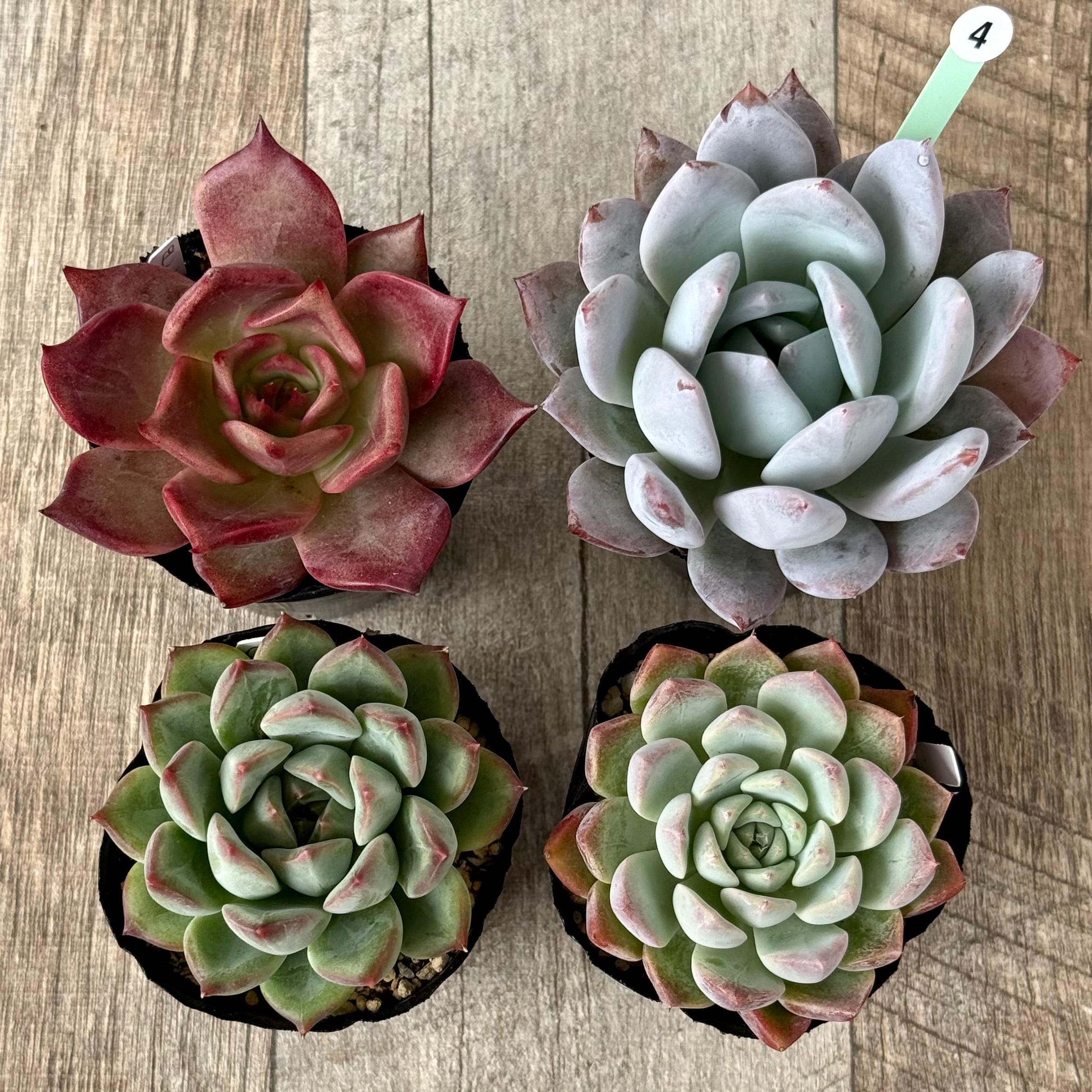 6-seedling set (Chanhee Farm) [Tawawa House seedlings]
