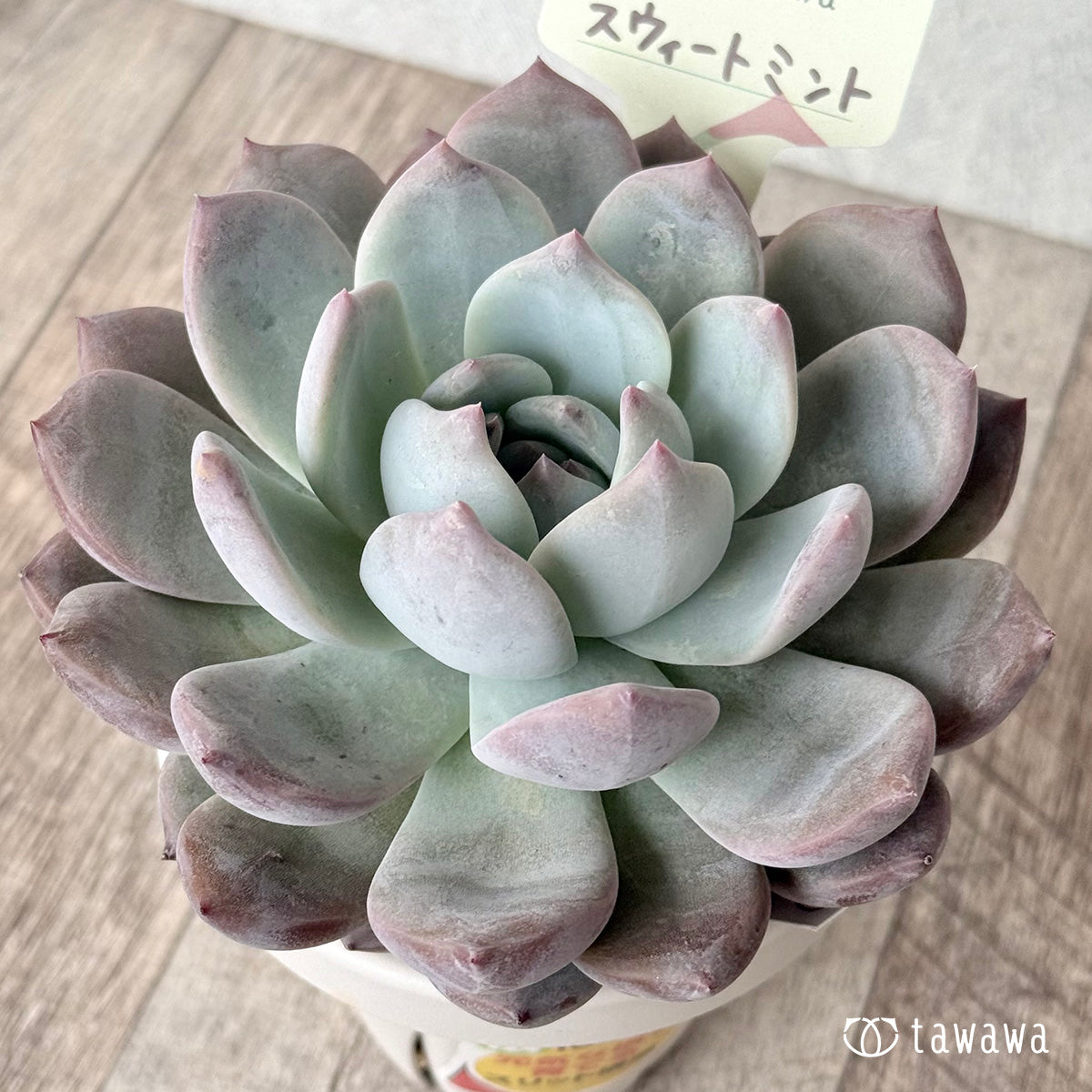 Sweet Mint (Air Magic Farm) [Tawawa House Seedling] (Rooted 3.0-inch Pot)