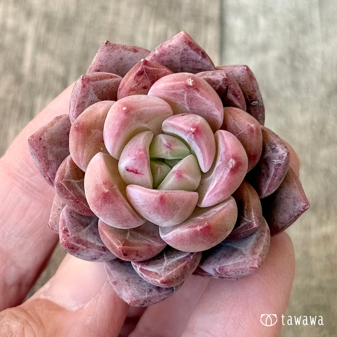 ラブライン（エアーマジック農園苗）