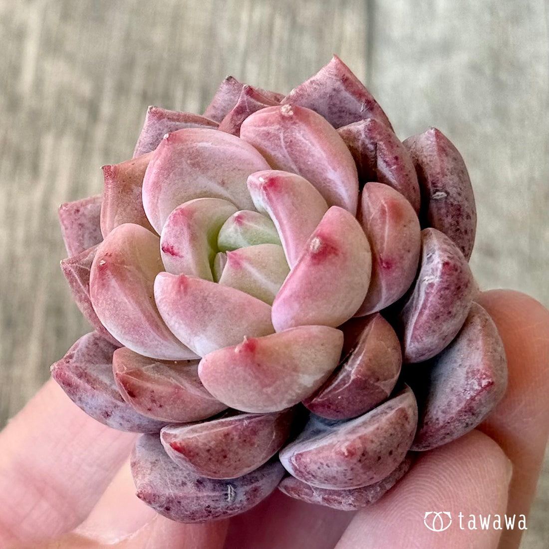 ラブライン（エアーマジック農園苗）