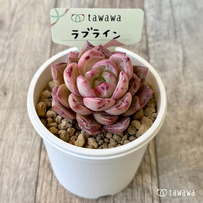 ラブライン（エアーマジック農園苗）