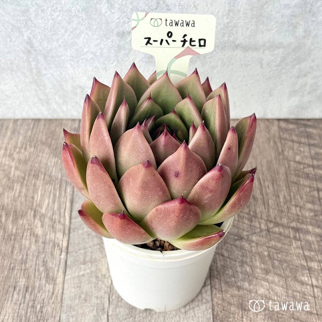 *新発売* スーパーチヒロ 【tawawaハウス苗】(A-30鉢)