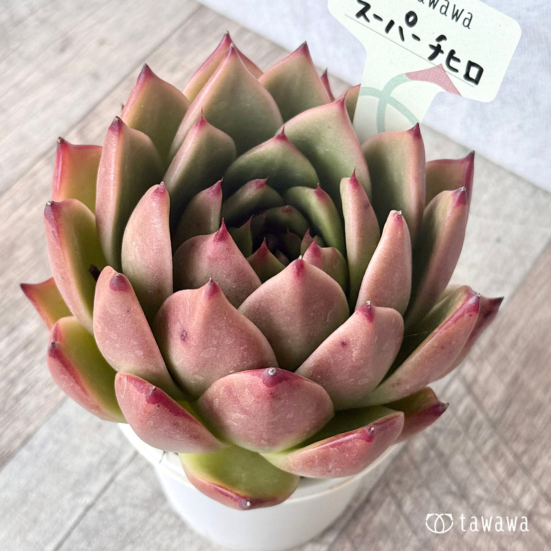 *新発売* スーパーチヒロ 【tawawaハウス苗】(A-30鉢)