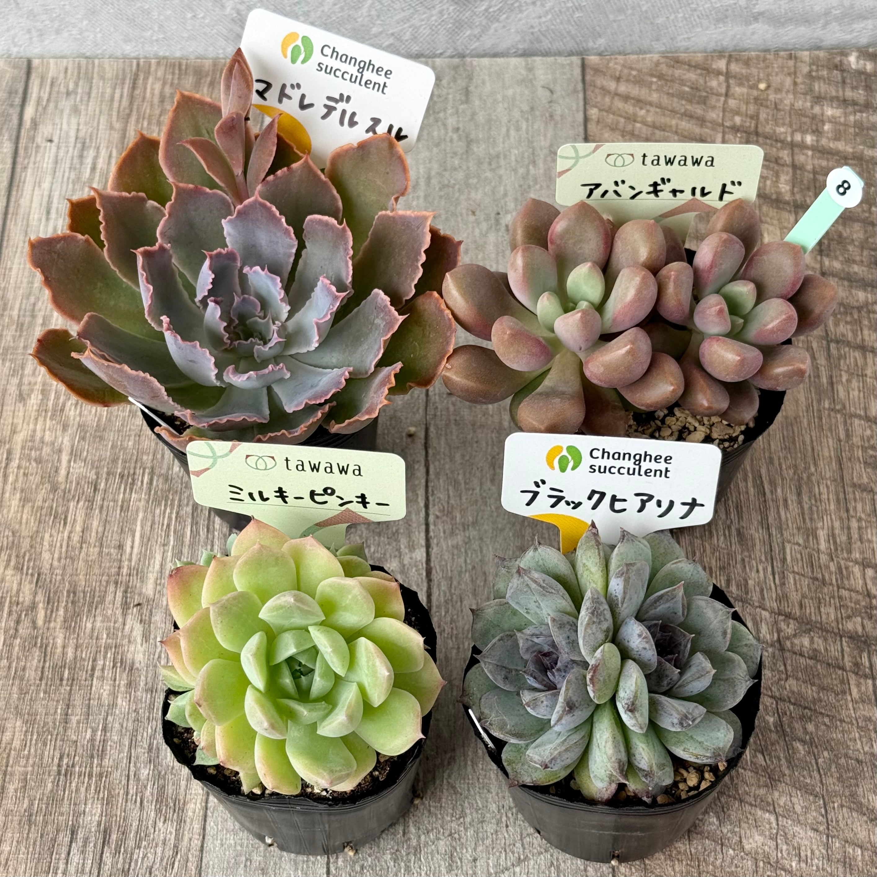 6-seedling set (Chanhee Farm) [Tawawa House seedlings]