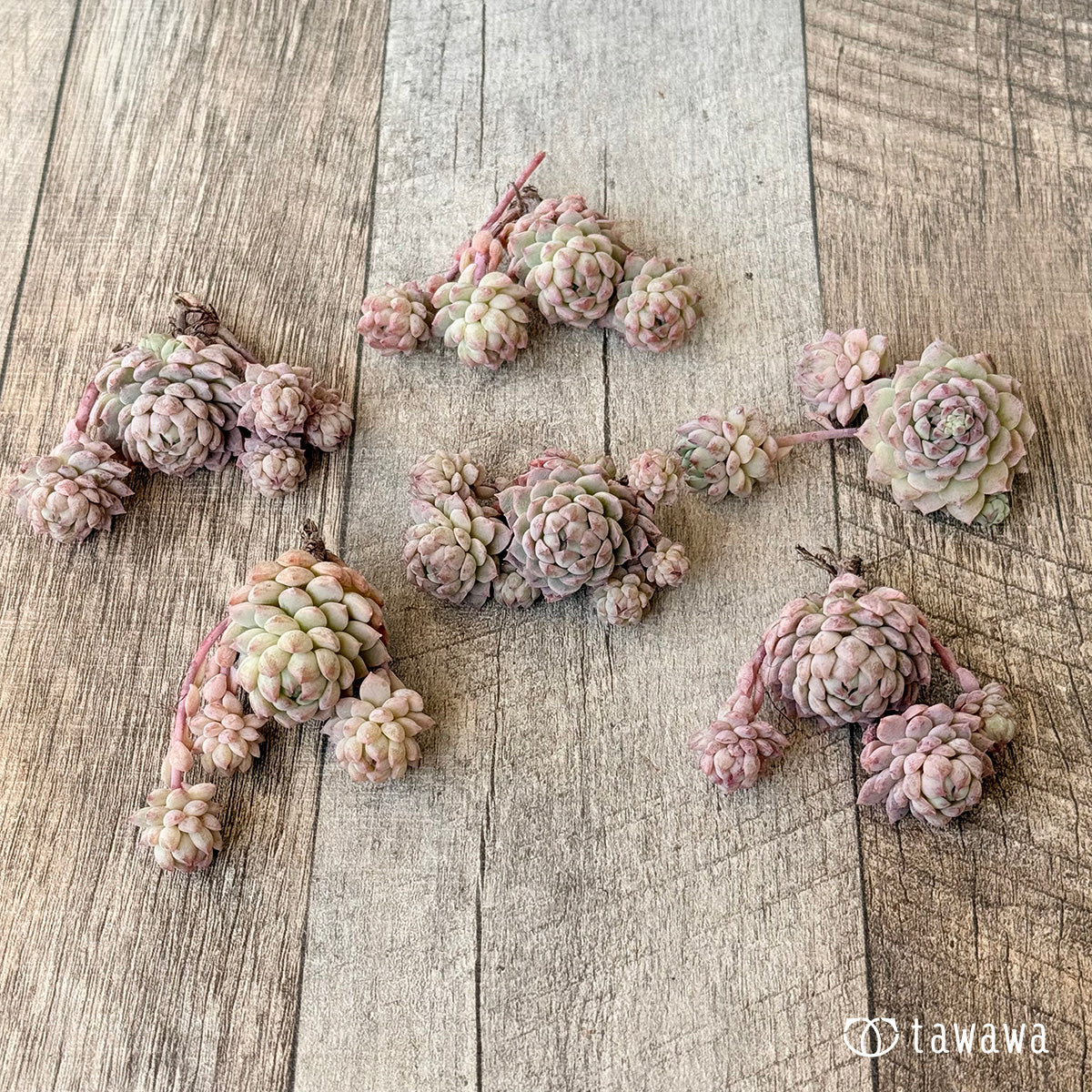 ＊新入荷＊　ピンクローサ（エアーマジック苗）