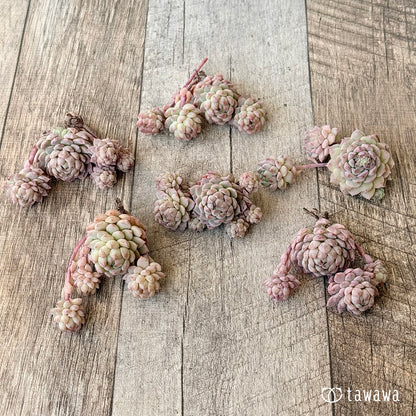 ＊新入荷＊　ピンクローサ（エアーマジック苗）