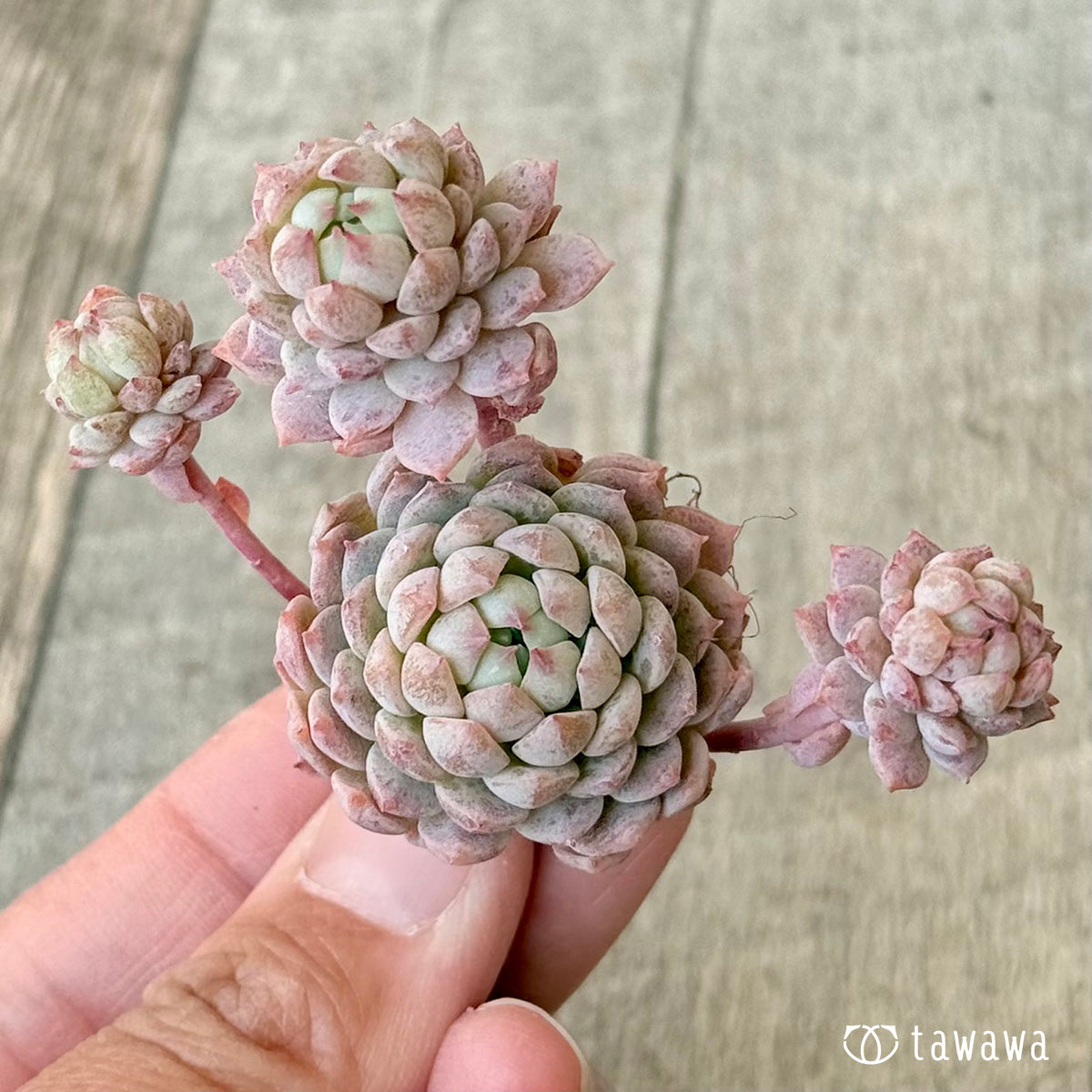 ＊新入荷＊　ピンクローサ（エアーマジック苗）