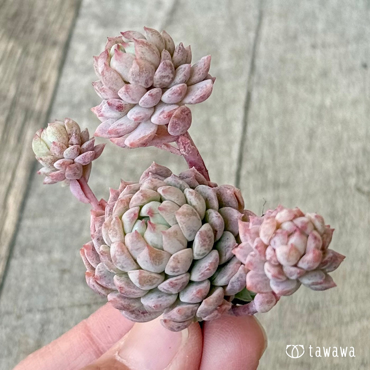 ＊新入荷＊　ピンクローサ（エアーマジック苗）