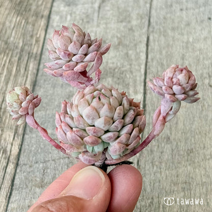 ＊新入荷＊　ピンクローサ（エアーマジック苗）