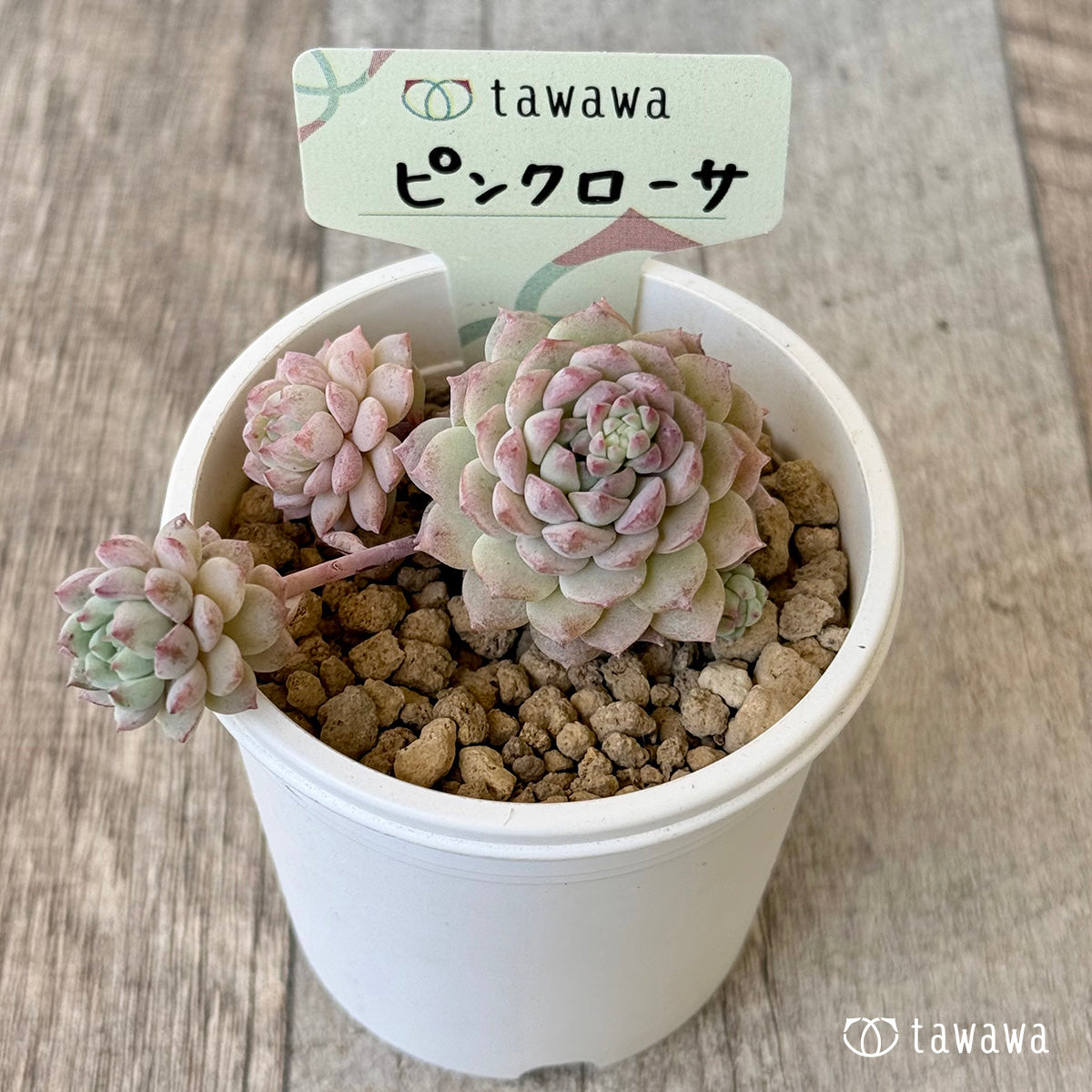 多肉植物　ローザピンク　韓国苗 ピンクローサ（エアーマジック苗） – 多肉植物の通販・販売サイト tawawa