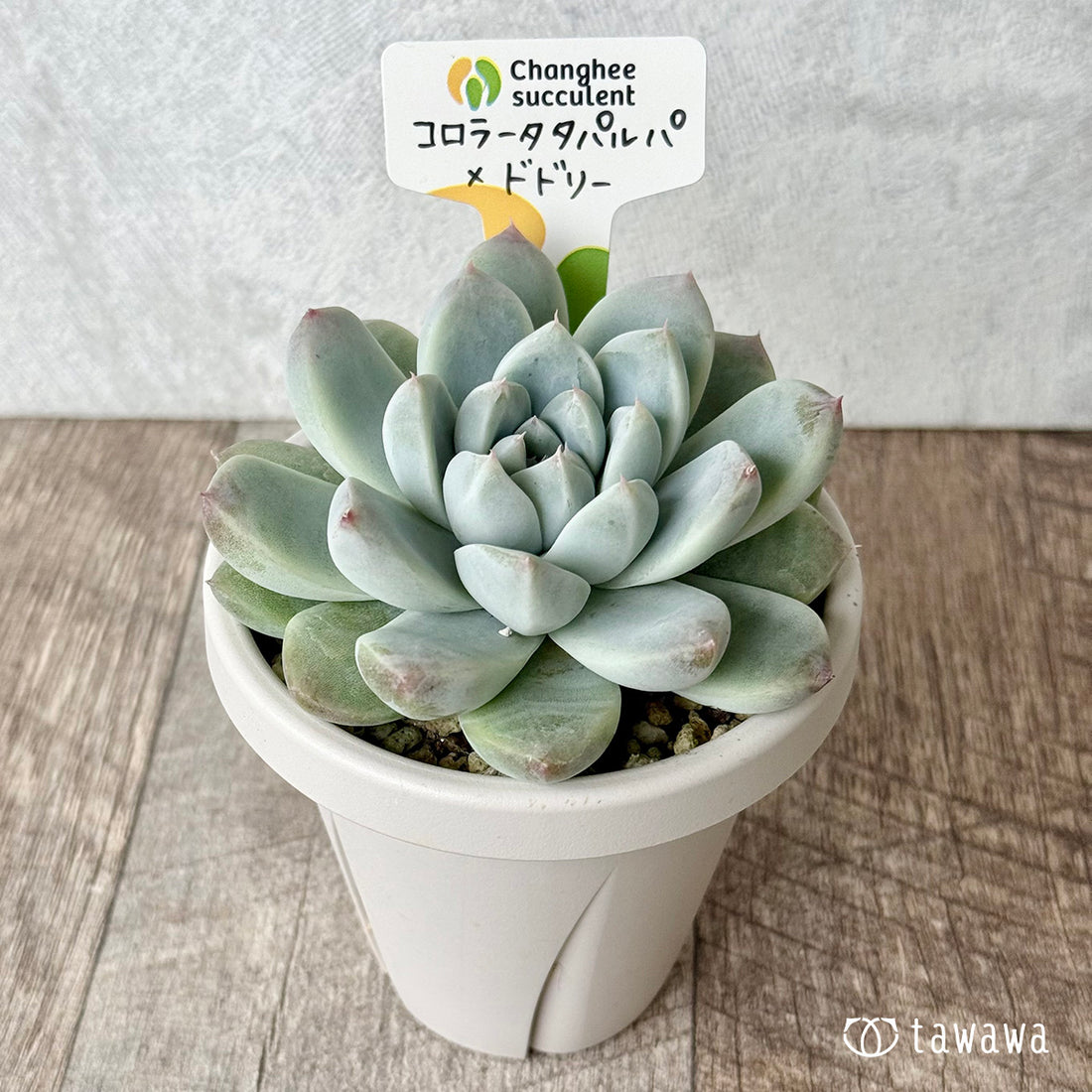 New Arrivals: Ice Green