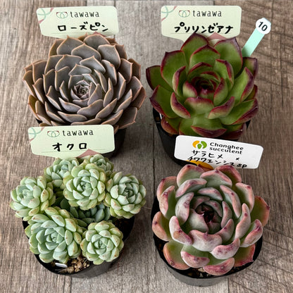 6-seedling set (Chanhee Farm) [Tawawa House seedlings]