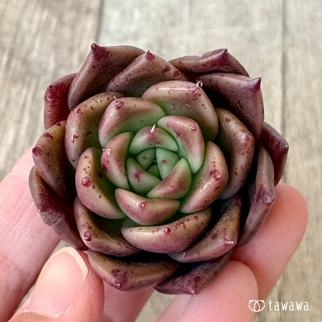 *新入荷* リッチモンド(エアーマジック農園苗)