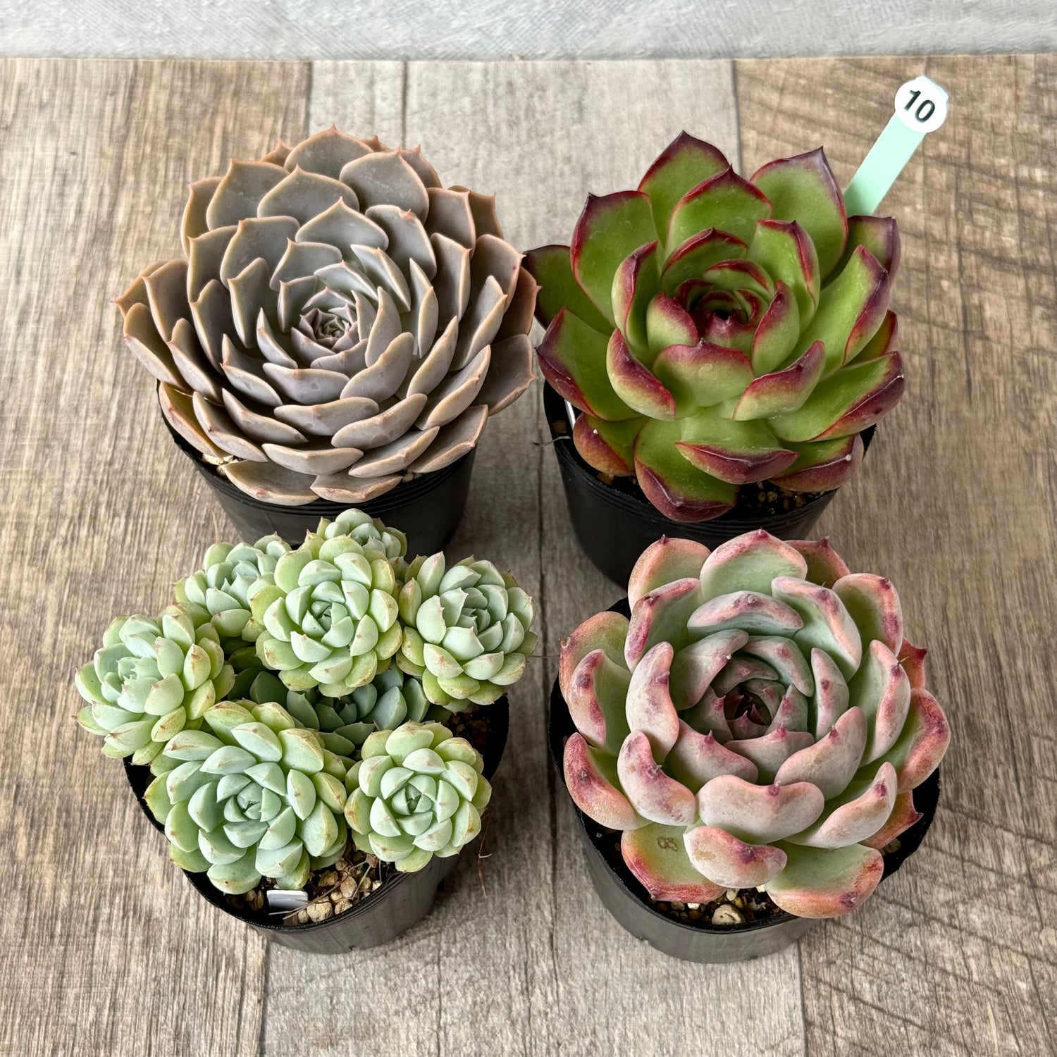 6-seedling set (Chanhee Farm) [Tawawa House seedlings]