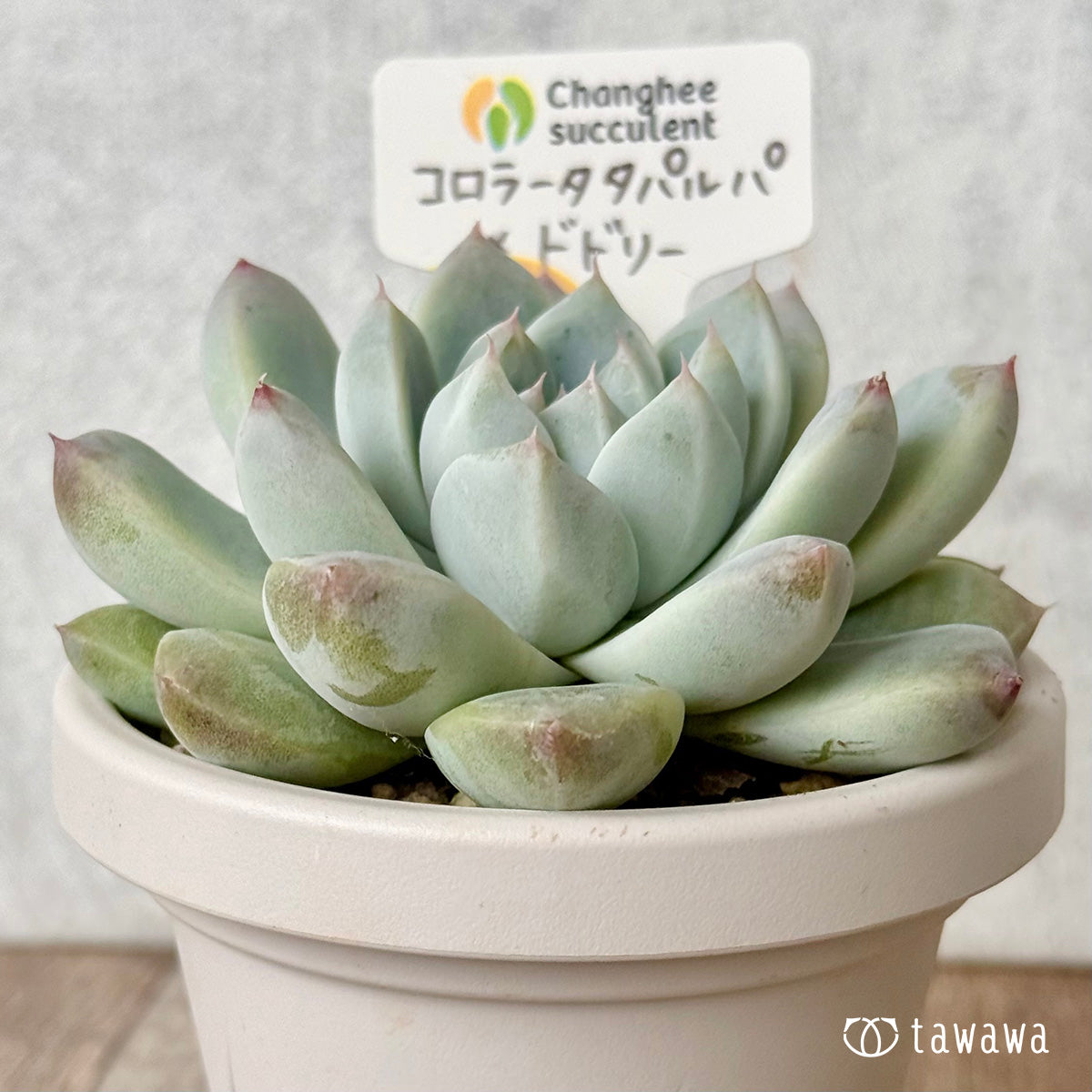 ＊新発売＊　コロラータタパルパ×ドドリー（チャンヒー農園）【tawawaハウス苗】（根張り鉢3号）