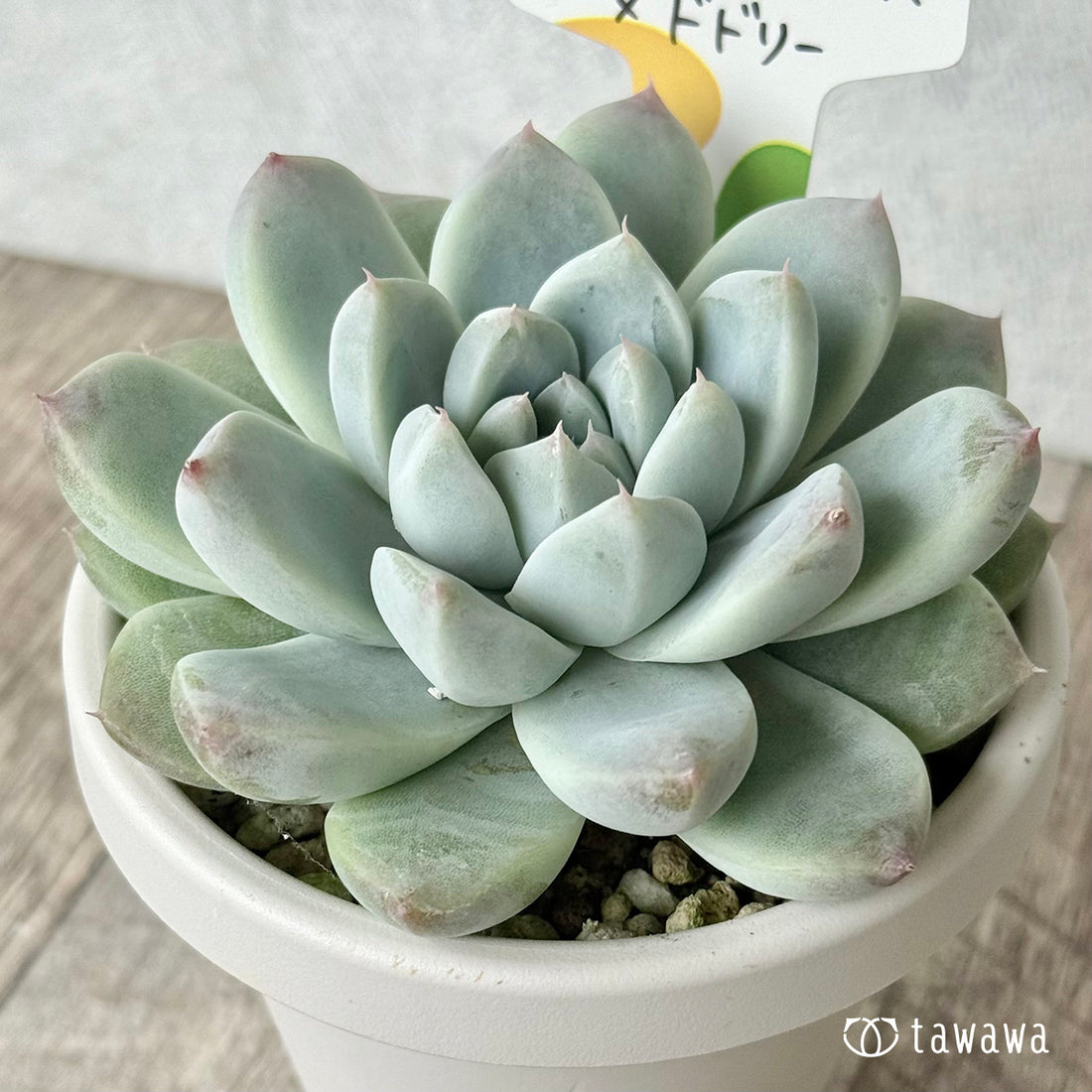New Arrivals: Ice Green