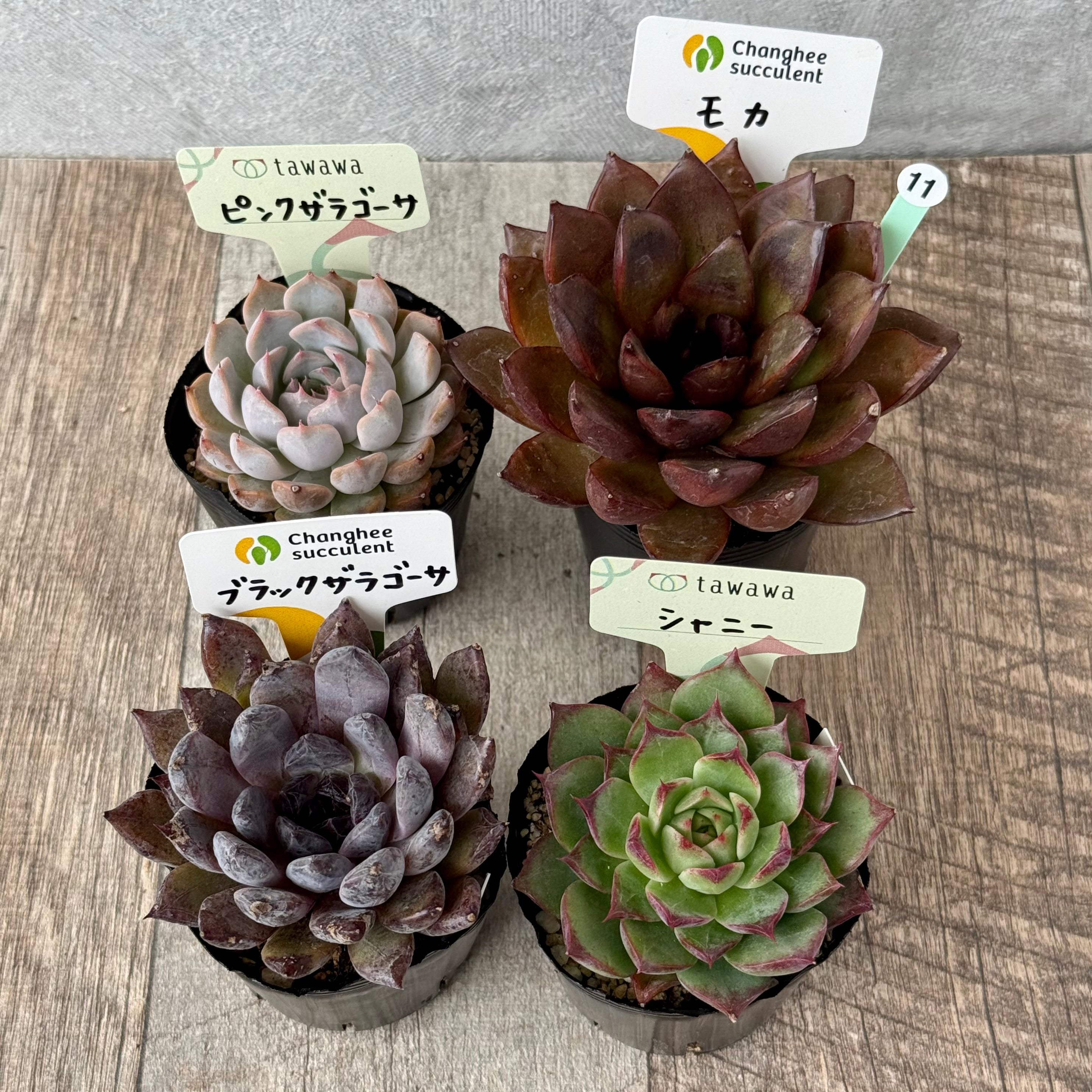 6-seedling set (Chanhee Farm) [Tawawa House seedlings]
