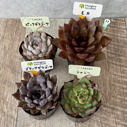 6-seedling set (Chanhee Farm) [Tawawa House seedlings]