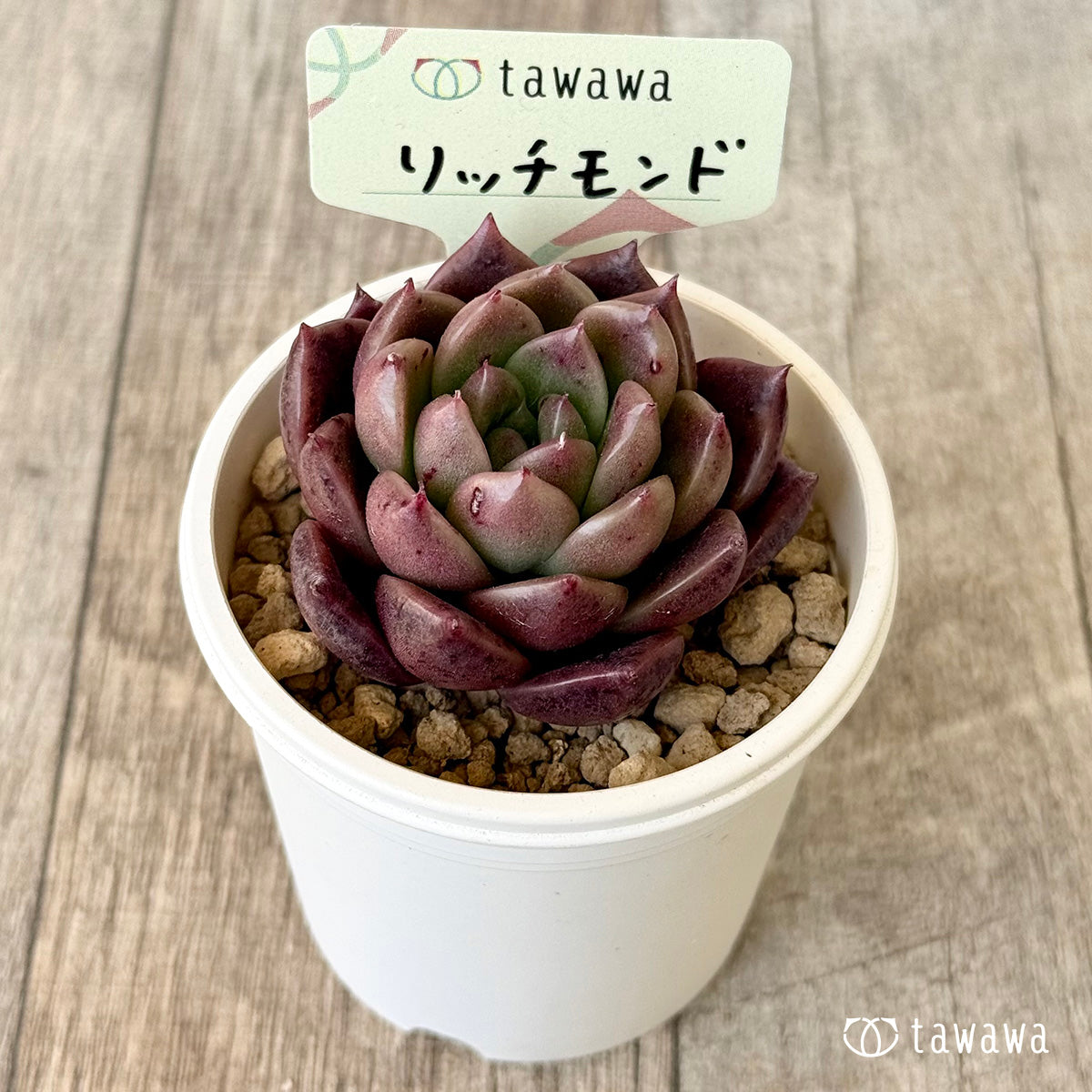 リッチモンド（エアーマジック農園苗）