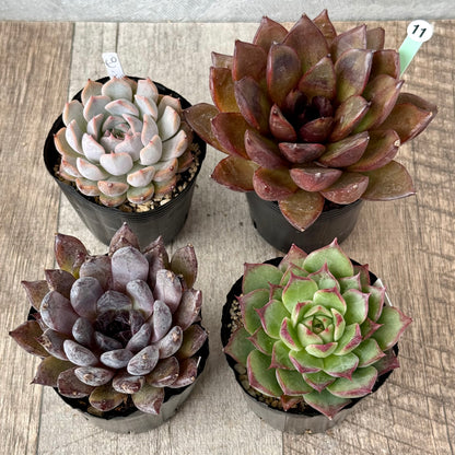 6-seedling set (Chanhee Farm) [Tawawa House seedlings]