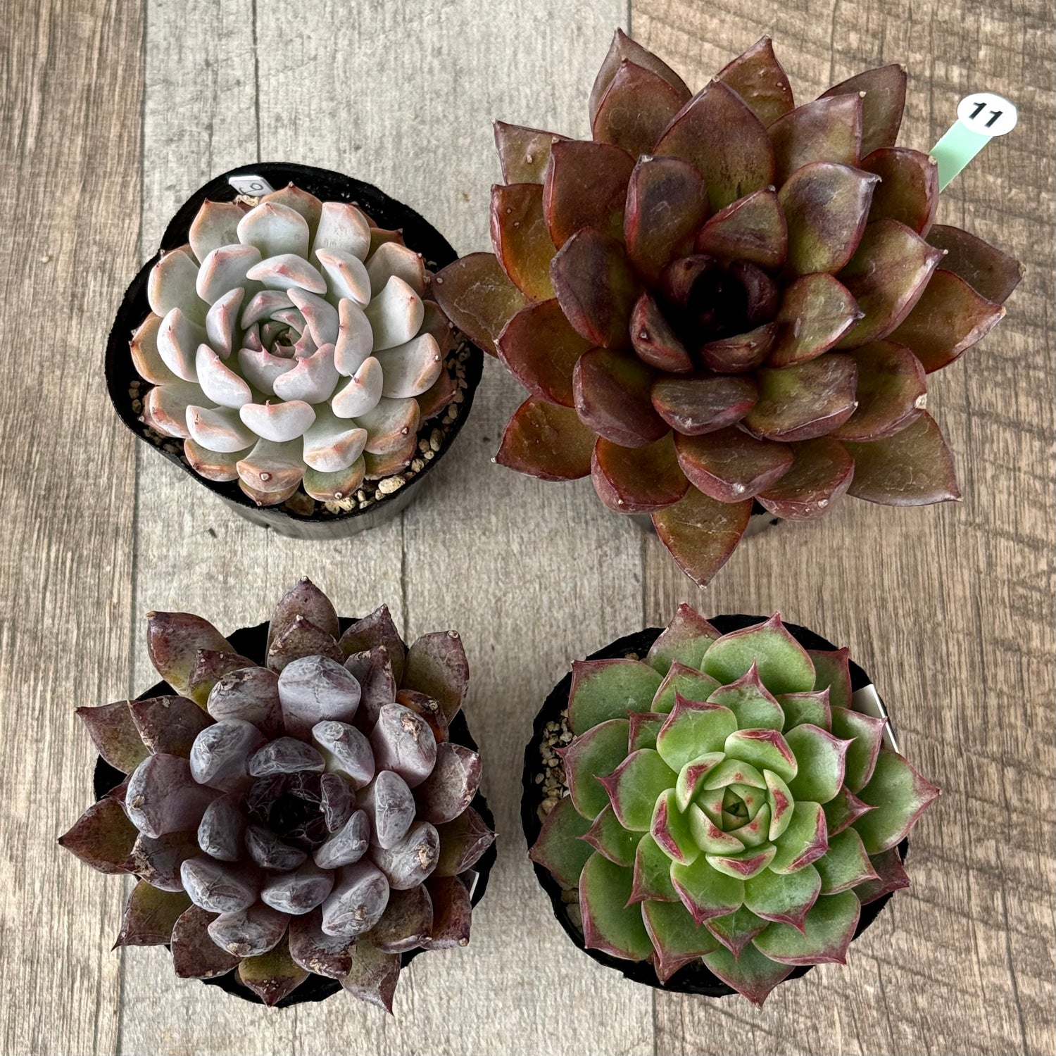 6-seedling set (Chanhee Farm) [Tawawa House seedlings]