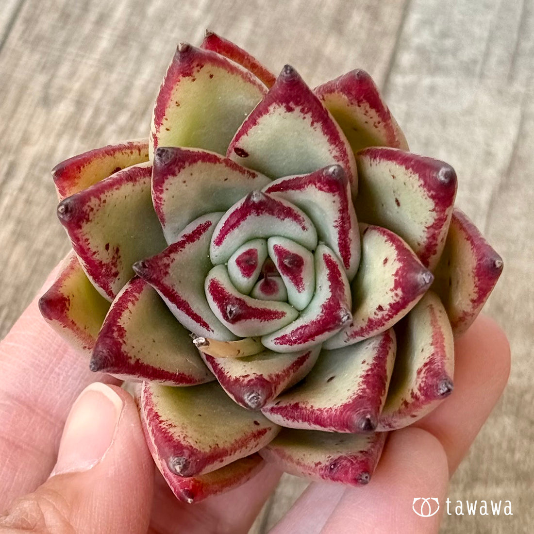 ＊新入荷＊　ブラックタコ（エアーマジック農園苗）