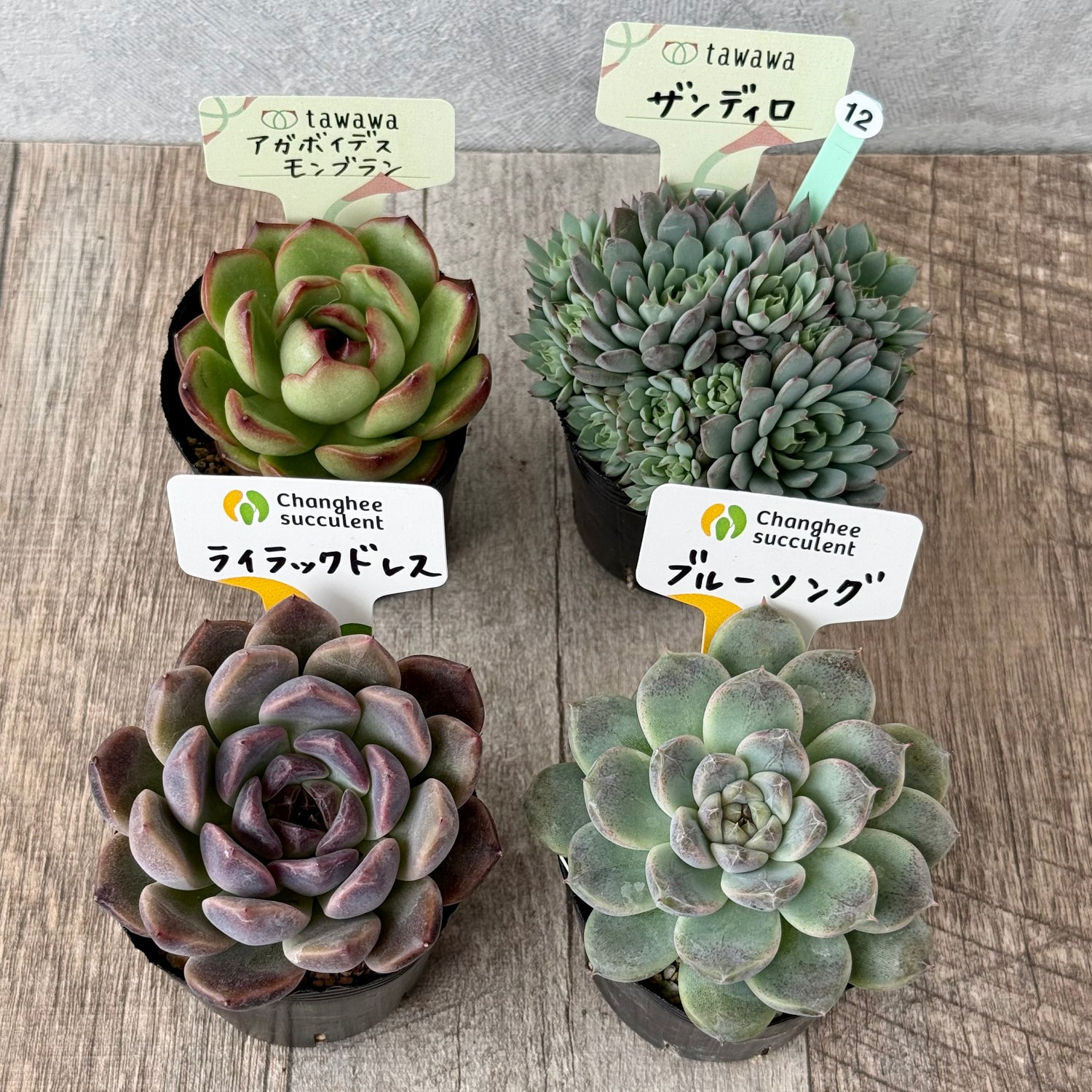 6-seedling set (Chanhee Farm) [Tawawa House seedlings]