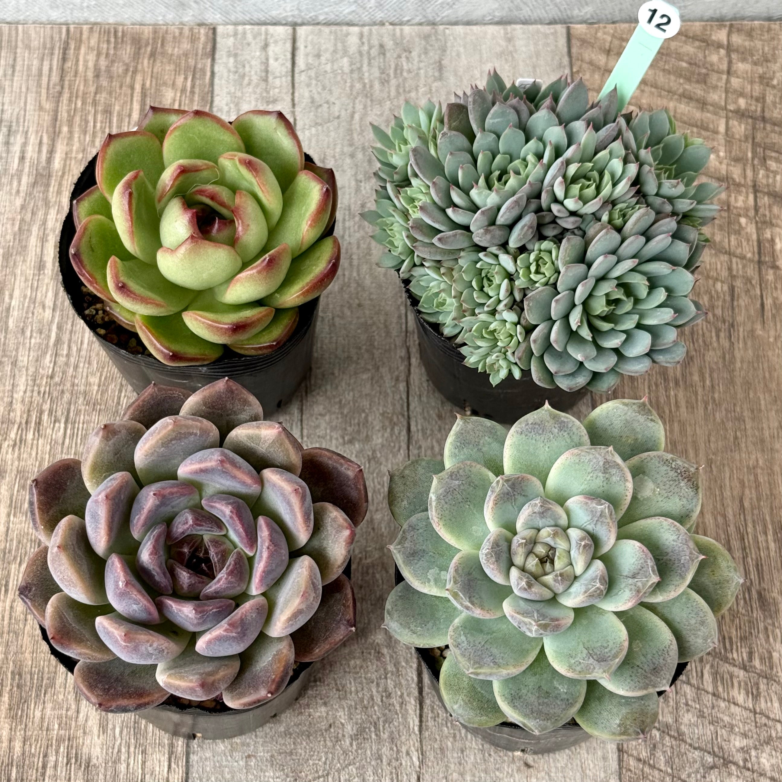 6-seedling set (Chanhee Farm) [Tawawa House seedlings]