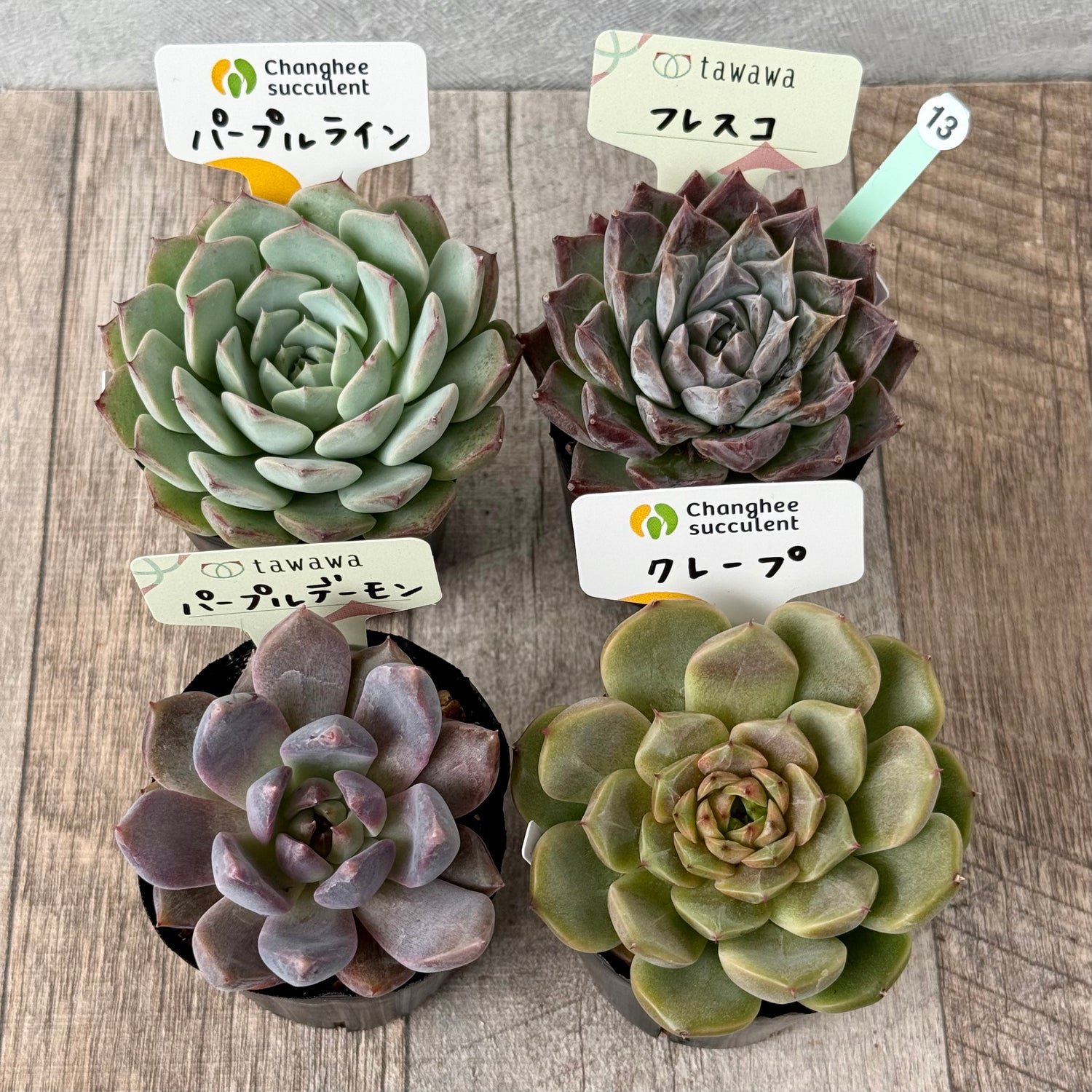6-seedling set (Chanhee Farm) [Tawawa House seedlings]