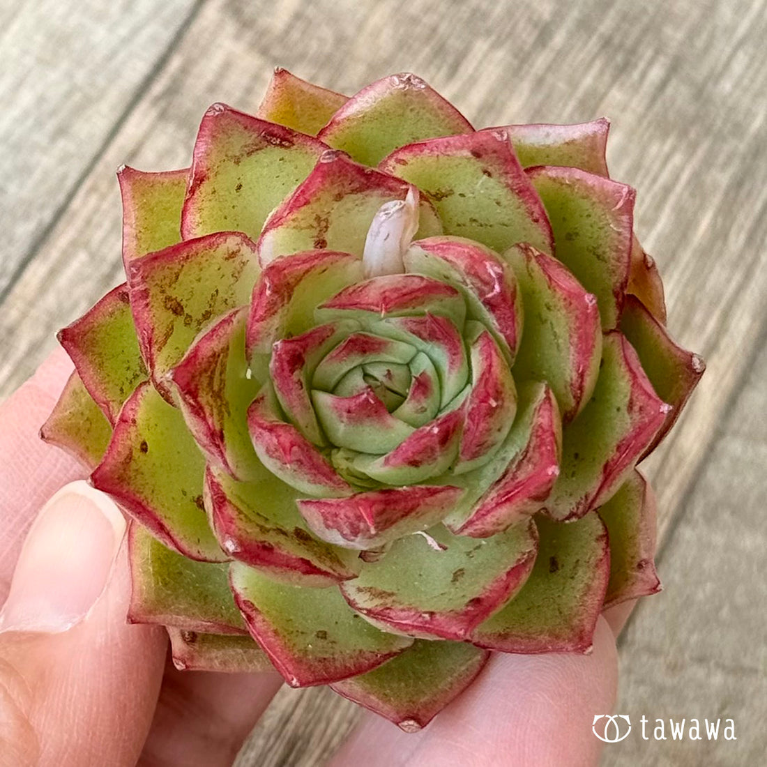 *新入荷* ブラッディア(エアーマジック農園苗)