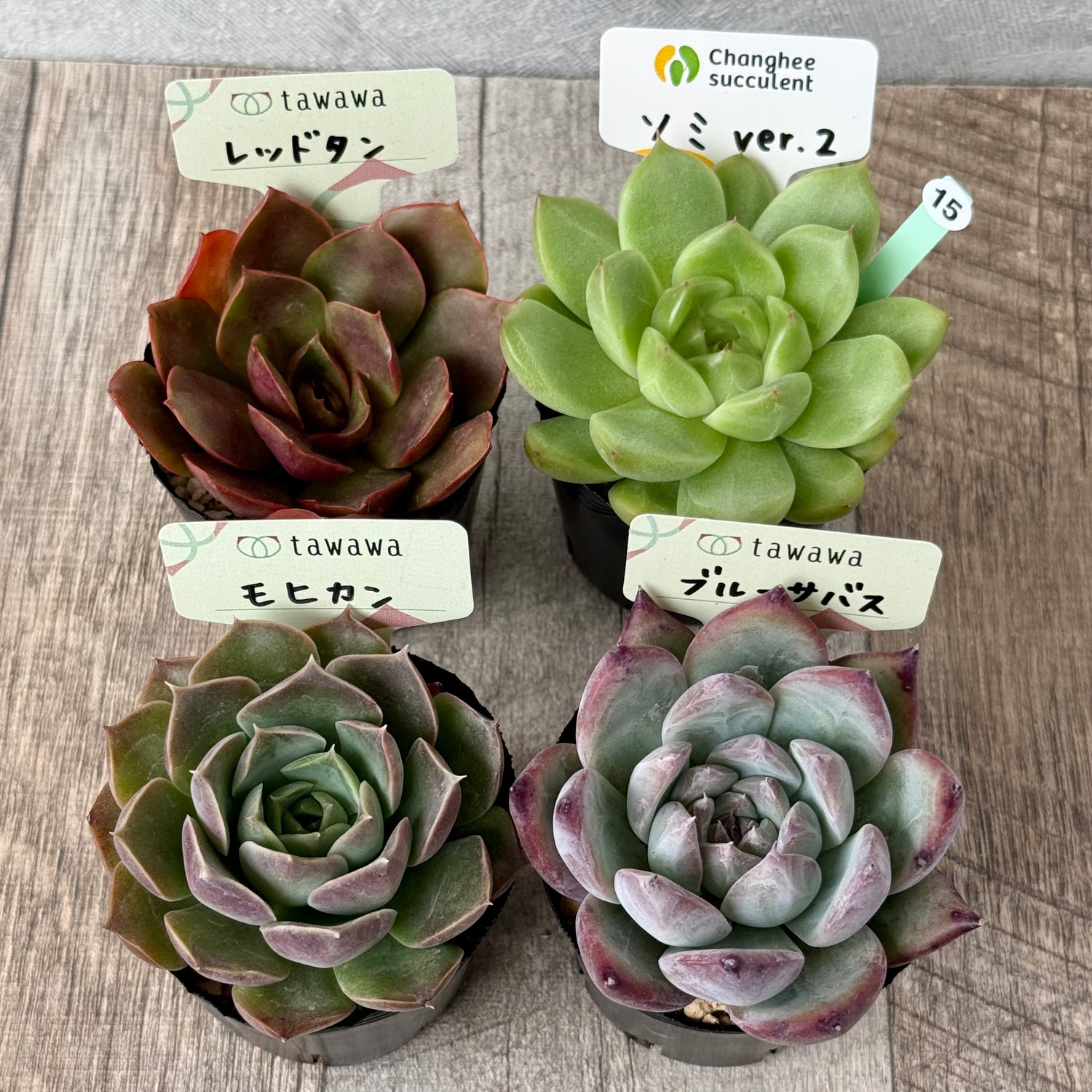 6-seedling set (Chanhee Farm) [Tawawa House seedlings]