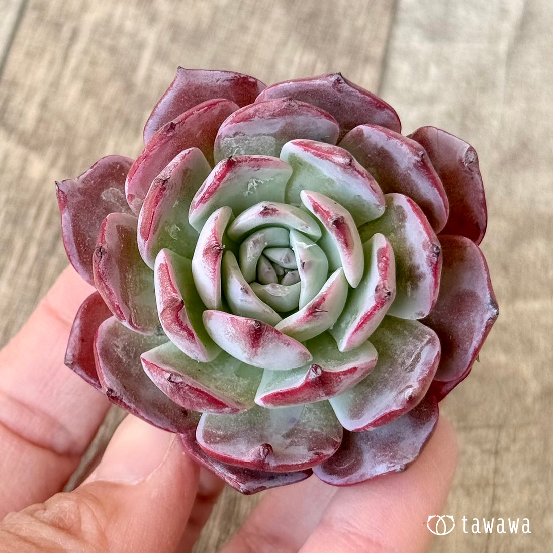 *新入荷* プリナ(エアーマジック農園苗)