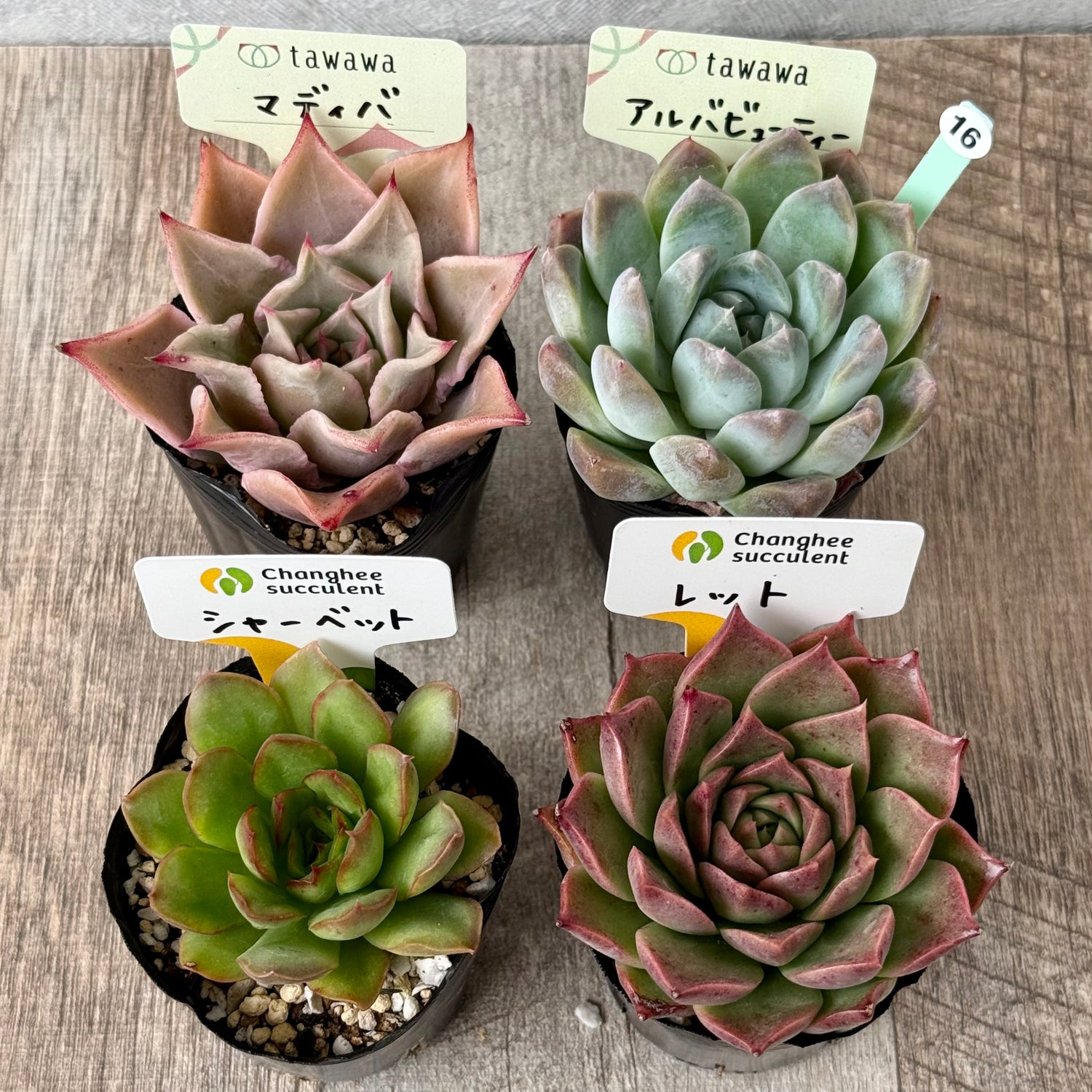 6-seedling set (Chanhee Farm) [Tawawa House seedlings]