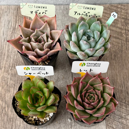 6-seedling set (Chanhee Farm) [Tawawa House seedlings]