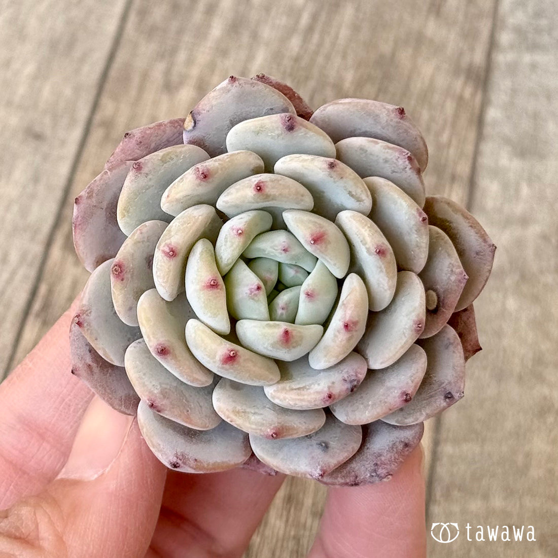 【3/9発売】シネモン（エアーマジック農園苗）