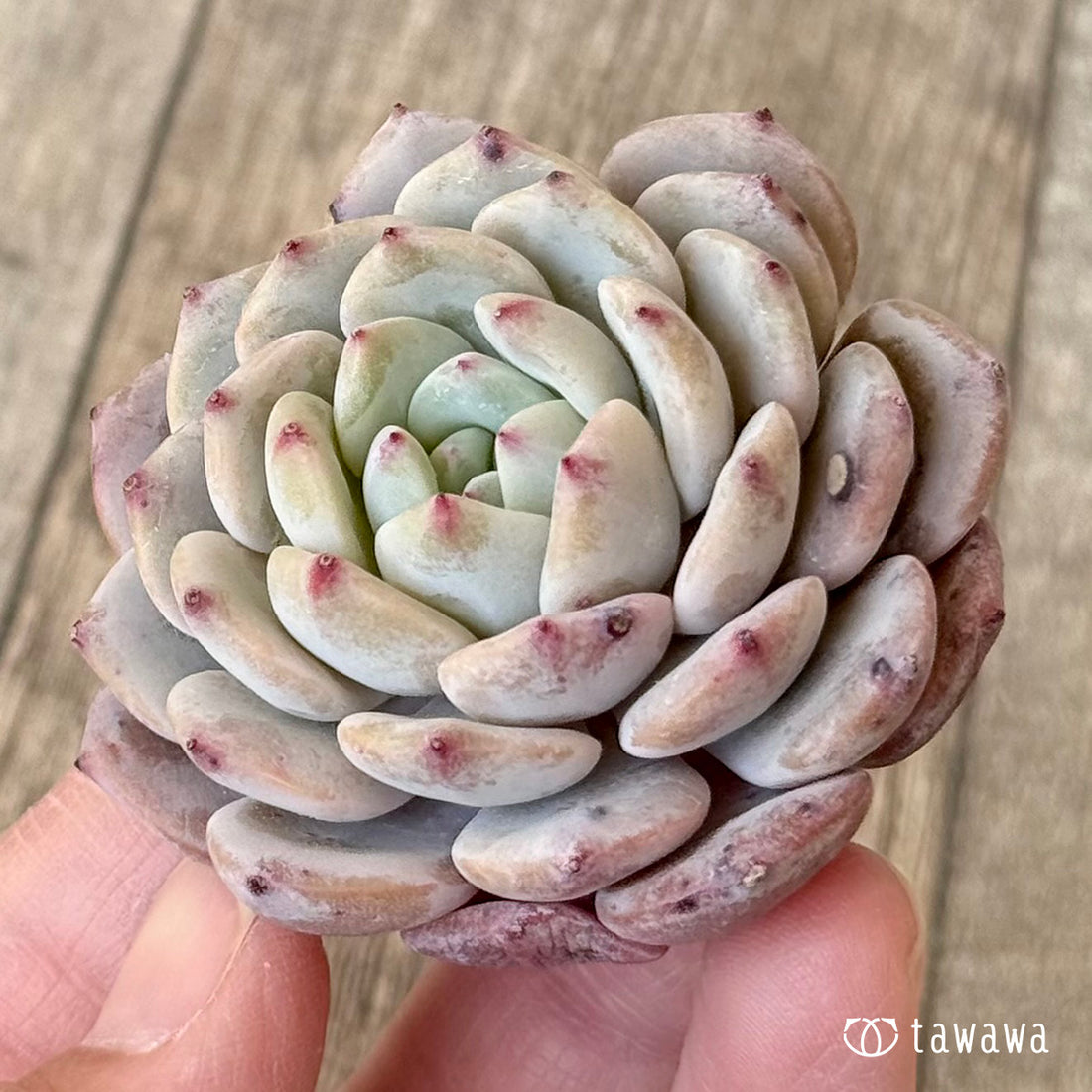 【3/9発売】シネモン（エアーマジック農園苗）