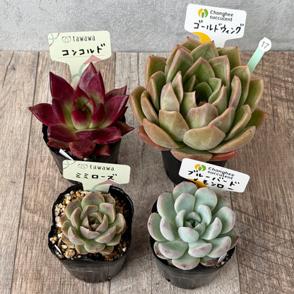 6-seedling set (Chanhee Farm) [Tawawa House seedlings]