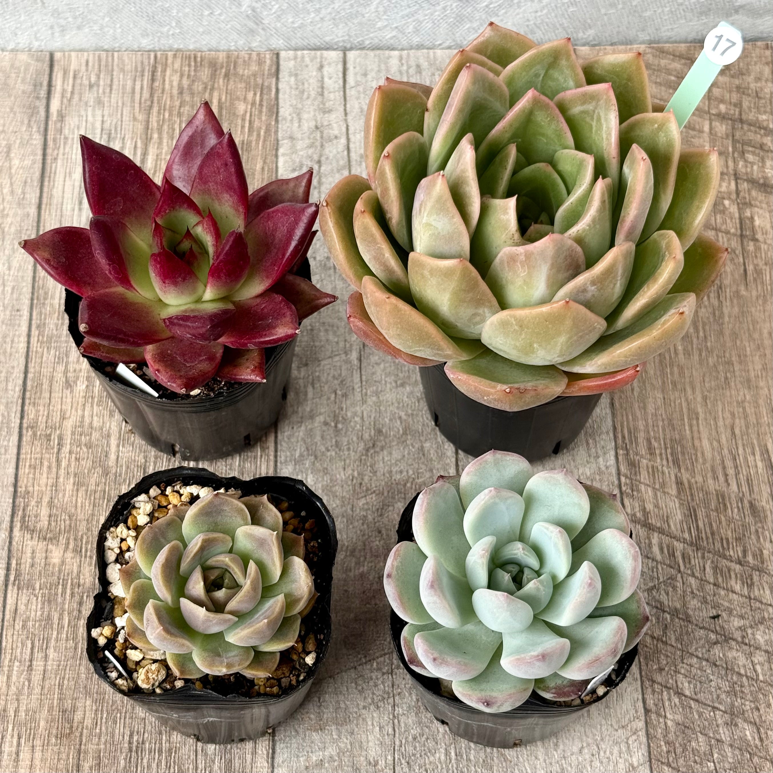 6-seedling set (Chanhee Farm) [Tawawa House seedlings]