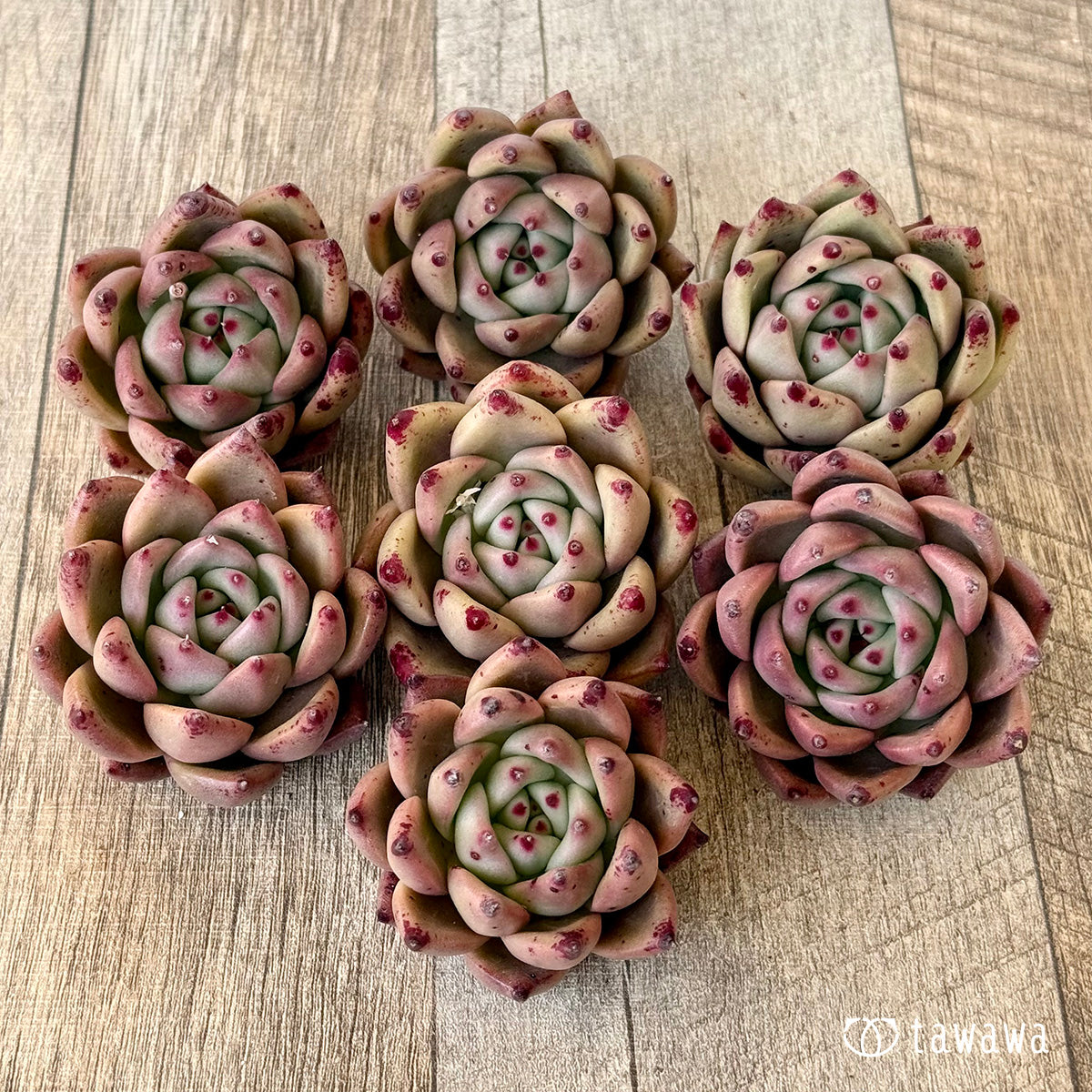 ＊新入荷＊　ジャイアントピンク（エアーマジック農園苗）