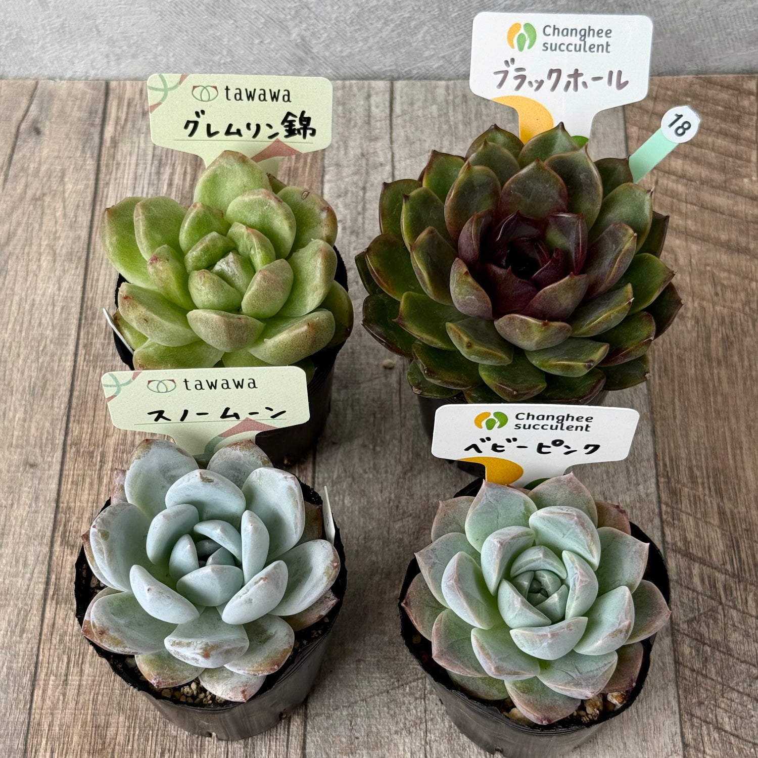 6-seedling set (Chanhee Farm) [Tawawa House seedlings]