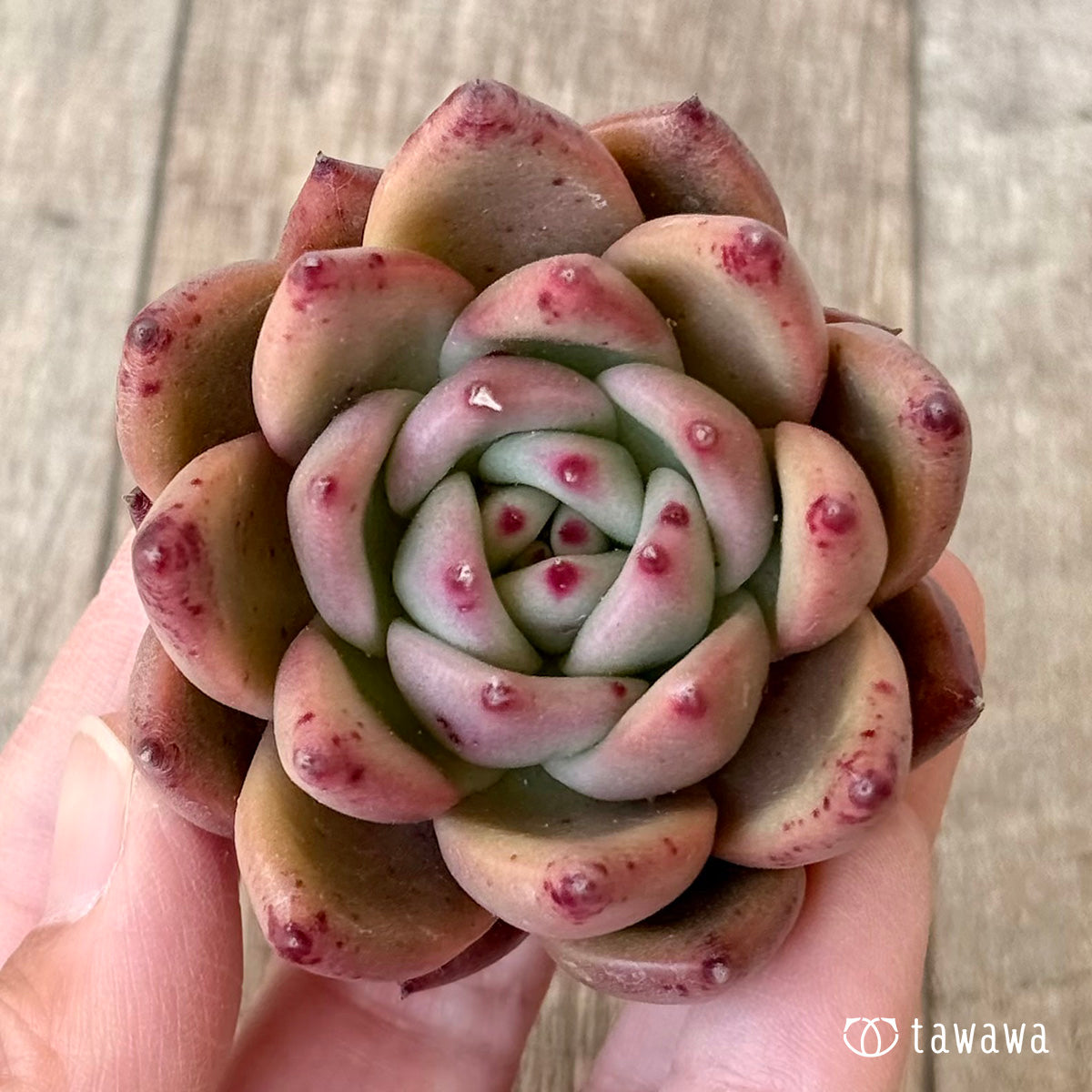 ＊新入荷＊　ジャイアントピンク（エアーマジック農園苗）