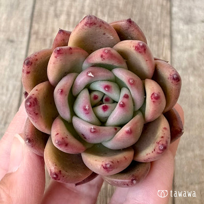 ＊新入荷＊　ジャイアントピンク（エアーマジック農園苗）