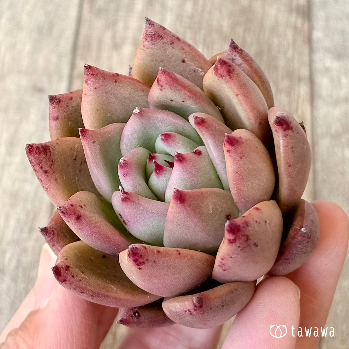 ＊新入荷＊　ジャイアントピンク（エアーマジック農園苗）