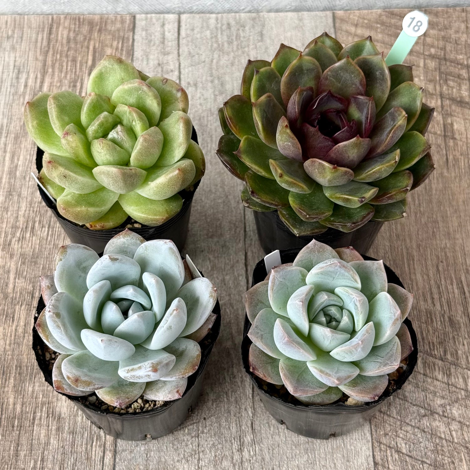 6-seedling set (Chanhee Farm) [Tawawa House seedlings]